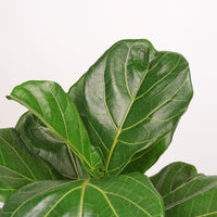 Large Ficus Lyrata - 'Fiddle Leaf Fig’ (97cm) in Nursery Grow Pot