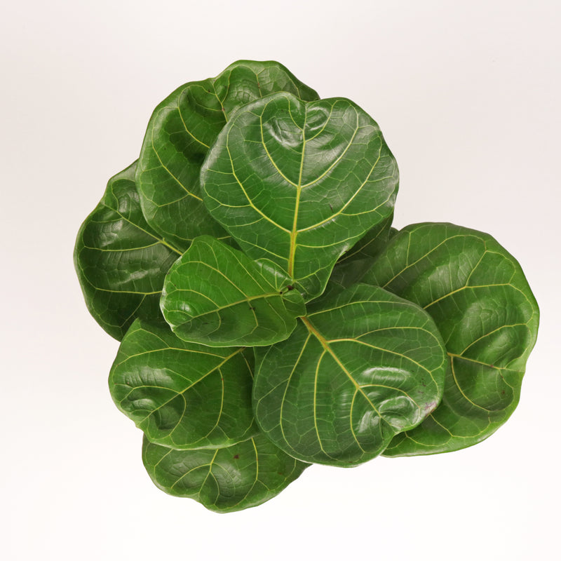 Large Ficus Lyrata - 'Fiddle Leaf Fig’ (70cm) in Nursery Grow Pot