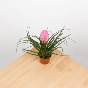 Pink Quill in Nursery Grow Pot
