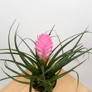 Pink Quill in Nursery Grow Pot