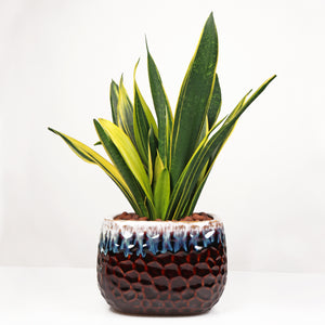Sansevieria Trifasciata Laurentii  (70cm) in Square Glossy Two Tone Ceramic Planter (金边虎尾兰, 黃边虎尾兰)