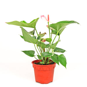 Anthurium andraeanum (Beauty Queen) in Nursery Grow Pot