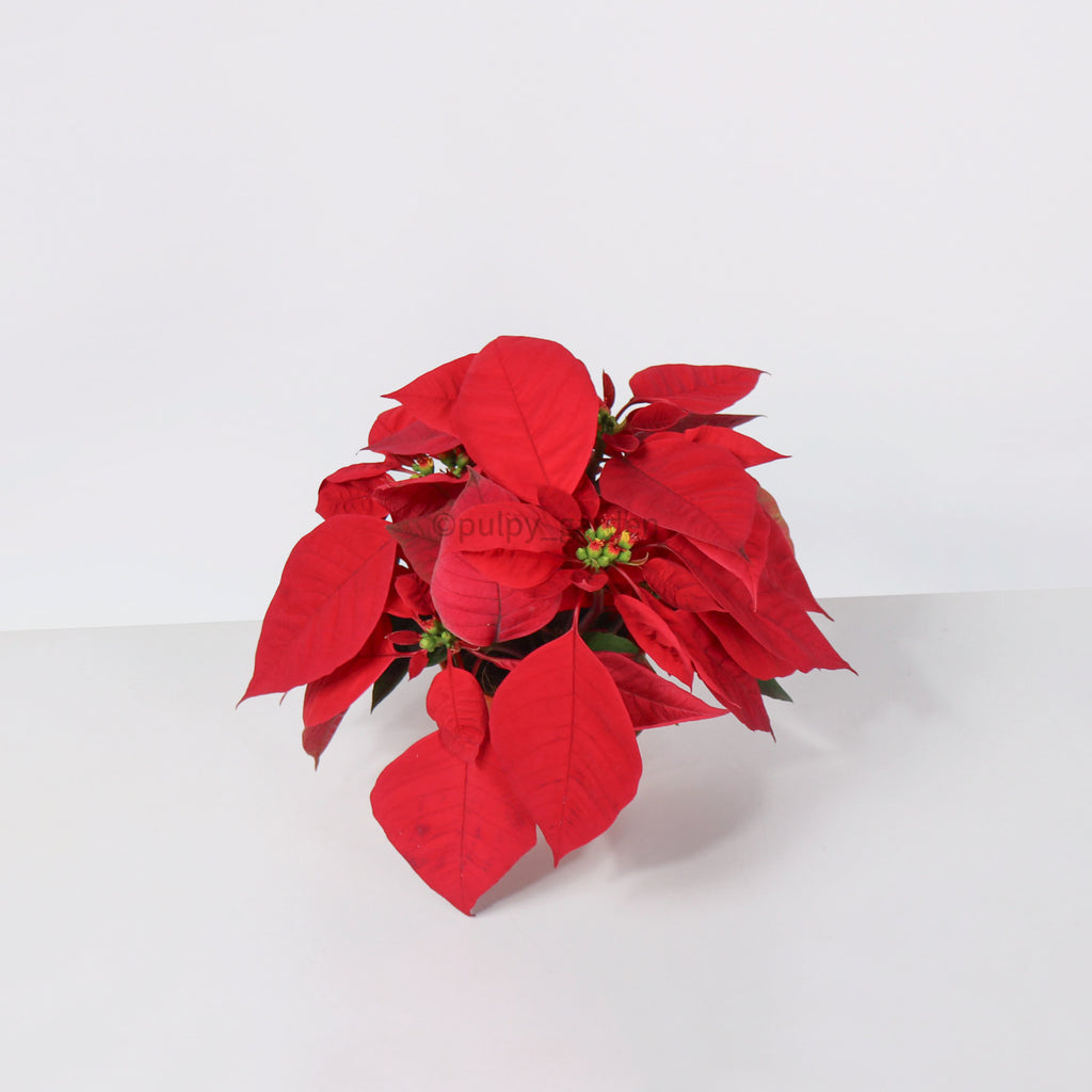 Poinsettia Plant (CHRISTMAS FLOWER)