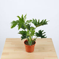 Philodendron Selloum (Small) in Nursery Grow Pot