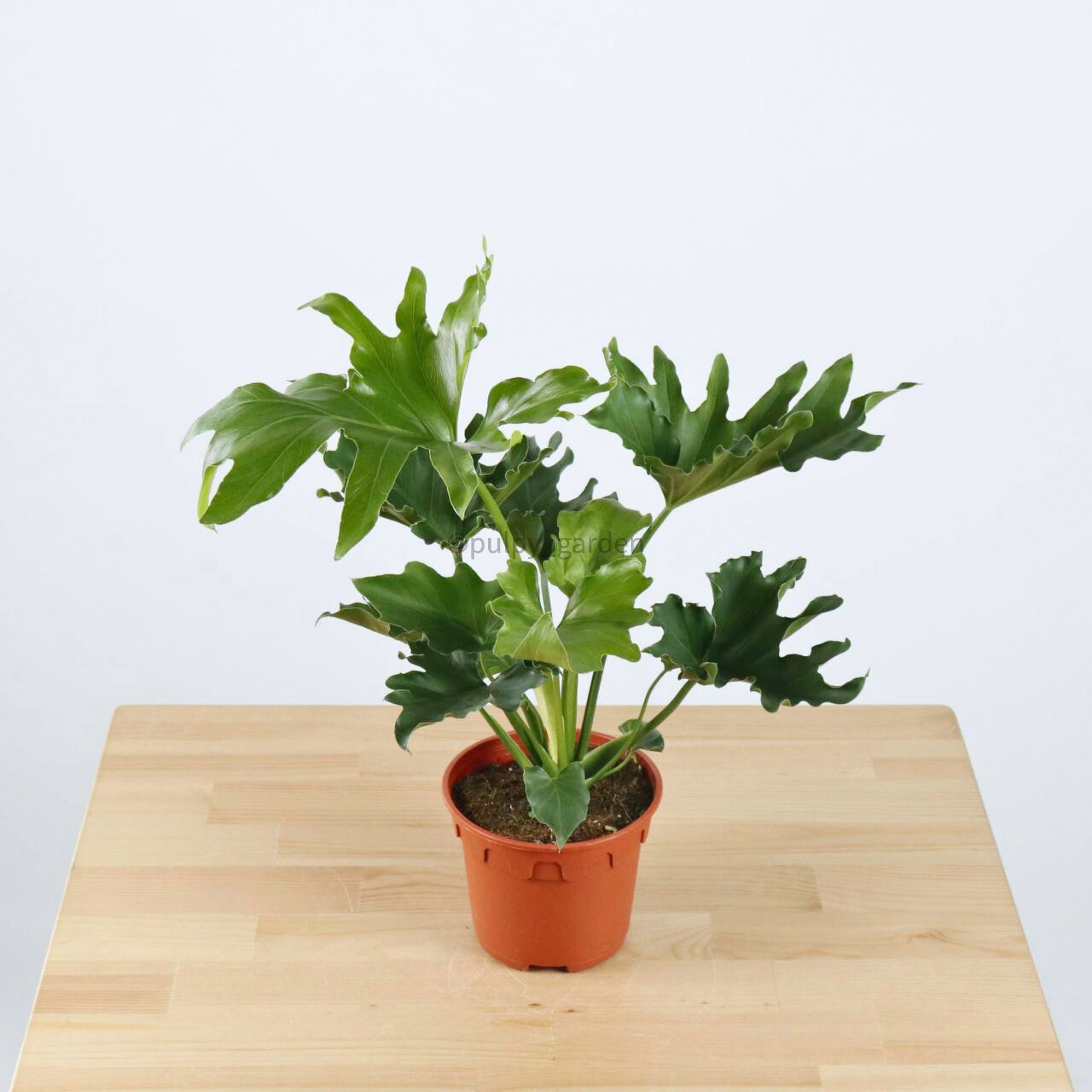 droopy philodendron selloum Philodendron Selloum (Small) in Nursery Grow Pot – Pulpy Garden