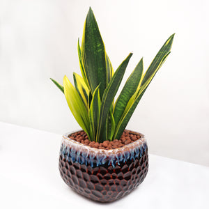 Sansevieria Trifasciata Laurentii  (70cm) in Square Glossy Two Tone Ceramic Planter (金边虎尾兰, 黃边虎尾兰)