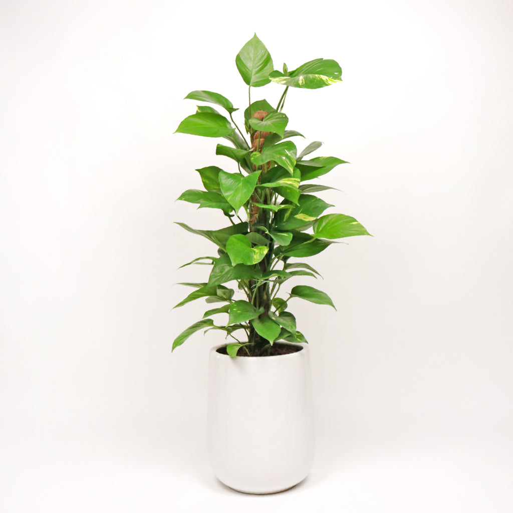 Large Money Plant (100cm) in White Glossy Planter