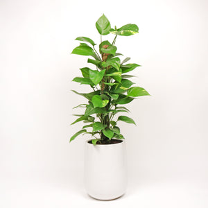 Large Money Plant (100cm) in White Glossy Planter