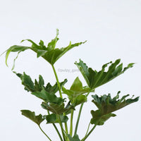 Philodendron Selloum (Small) in Nursery Grow Pot