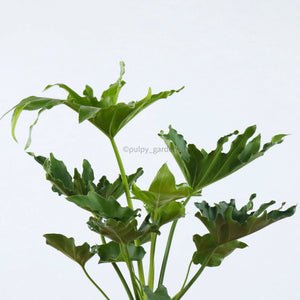Philodendron Selloum (Small) in Nursery Grow Pot