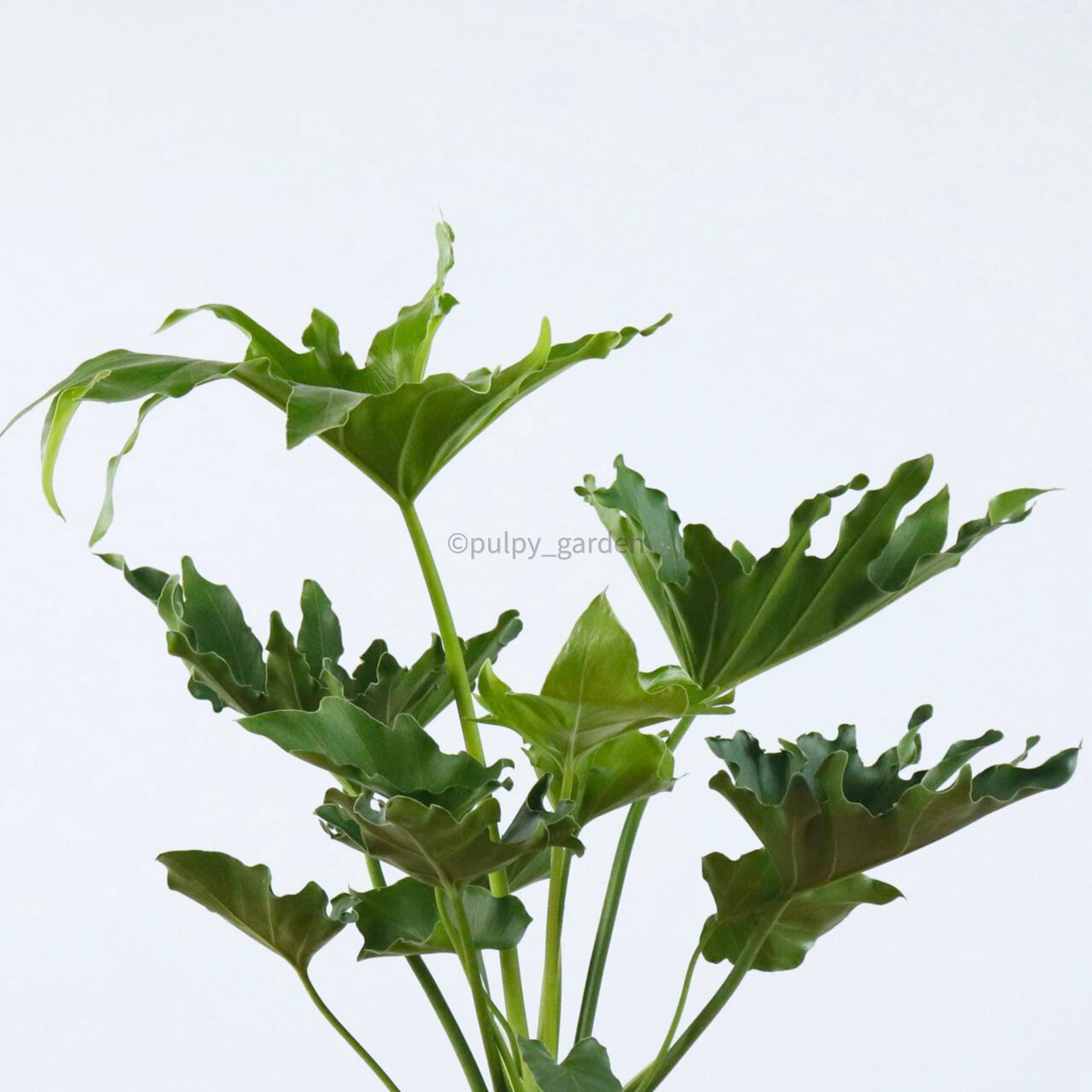 Philodendron Selloum (Small) in Nursery Grow Pot – Pulpy Garden