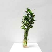 Lucky Bamboo (40cm, 60cm, 80cm, 100cm) 1 Stem