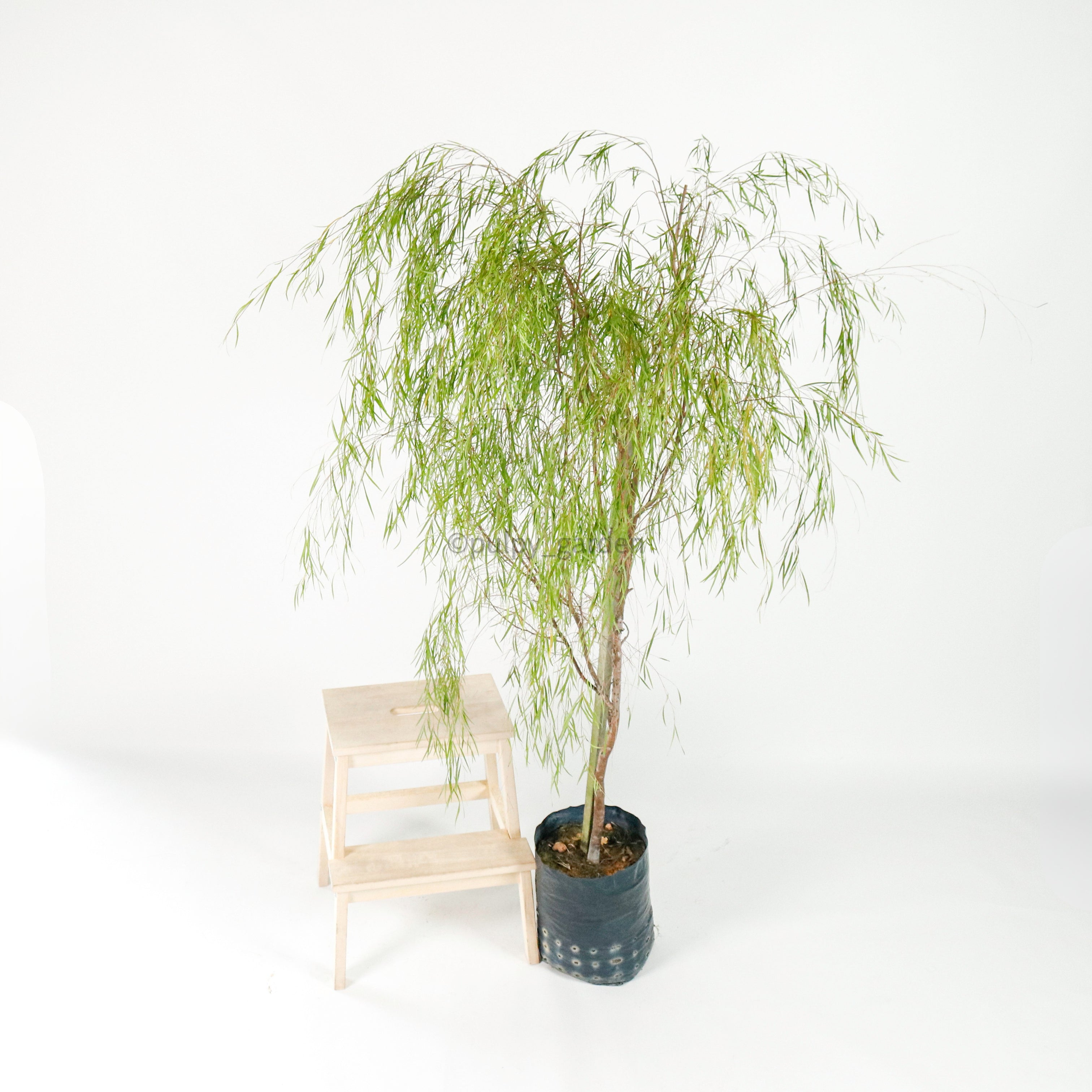 potted willow plant Ausie Willow Tree (120cm) in Nursery Grow Pot – Pulpy Garden