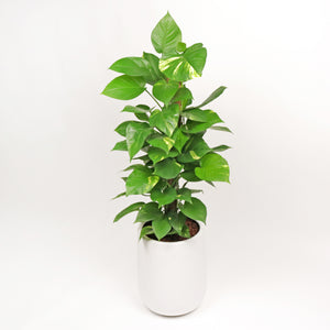 Large Money Plant (100cm) in White Glossy Planter