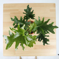 Philodendron Selloum (Small) in Nursery Grow Pot