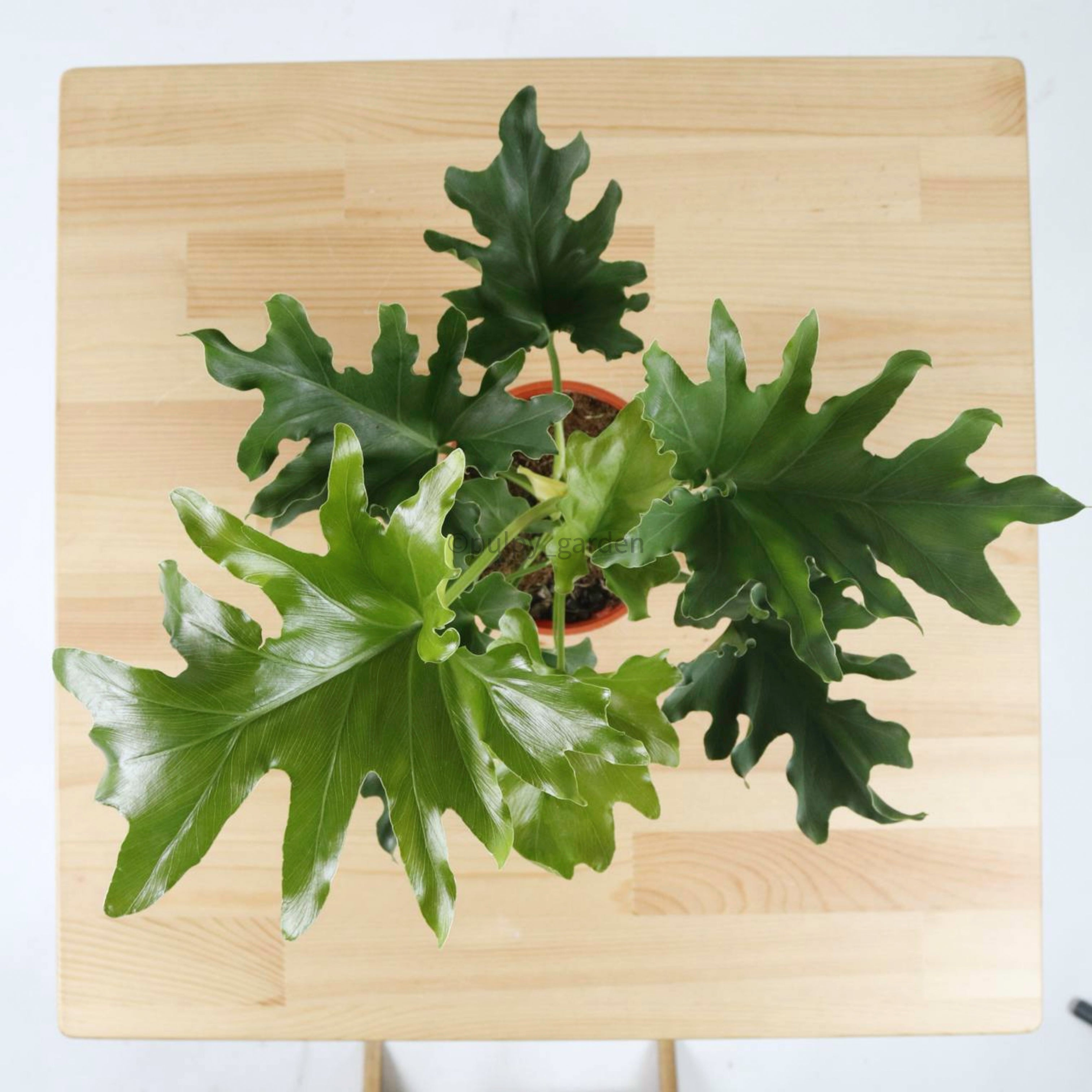 philodendron selloum cuttings Philodendron Selloum (Small) in Nursery Grow Pot – Pulpy Garden
