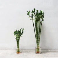 Lucky Bamboo (40cm, 60cm, 80cm, 100cm) 1 Stem