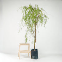 Ausie Willow Tree (170cm) in Nursery Grow Pot