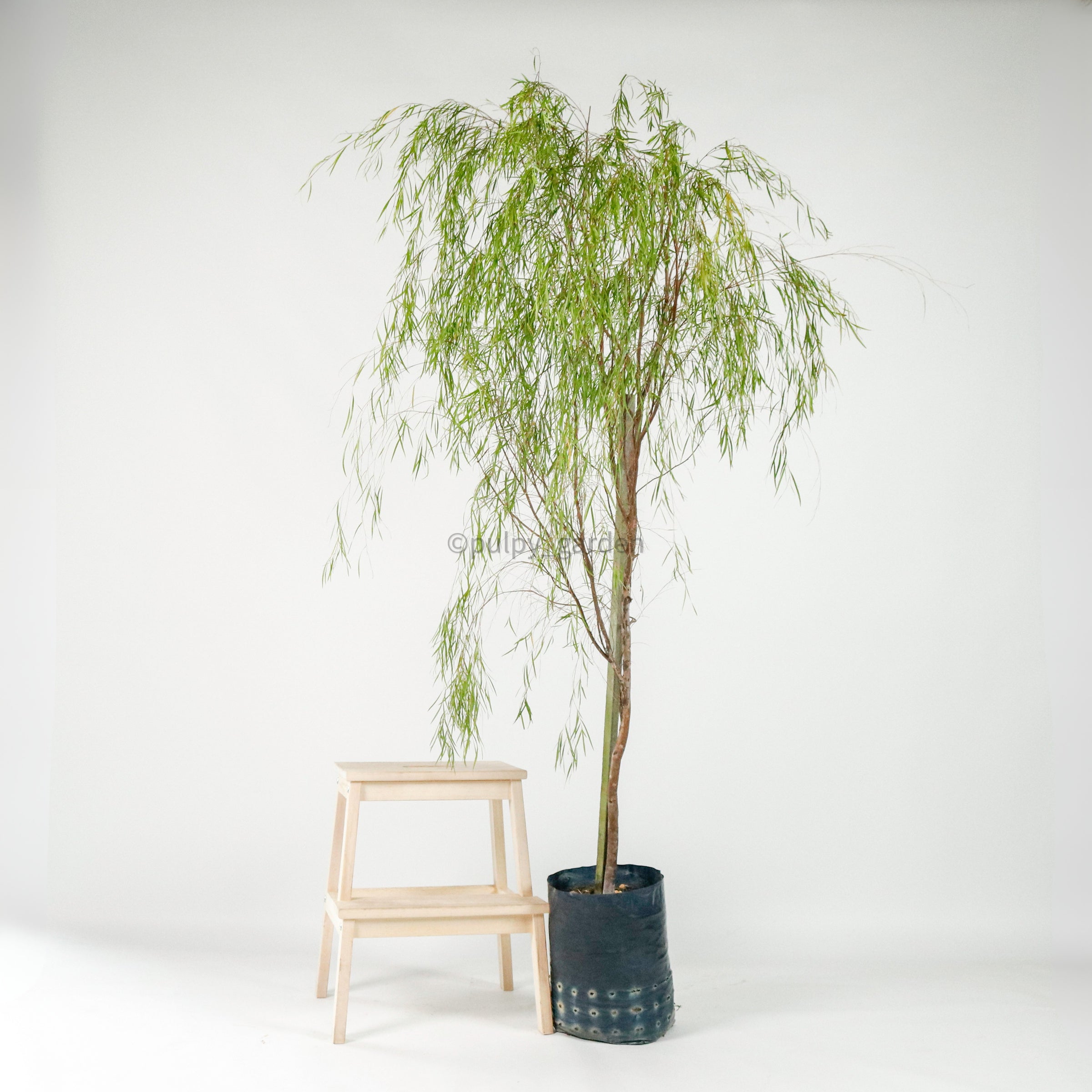 can you plant a willow tree in a pot Ausie Willow Tree (120cm) in Nursery Grow Pot – Pulpy Garden