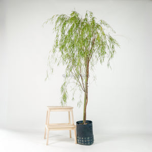 Ausie Willow Tree (170cm) in Nursery Grow Pot