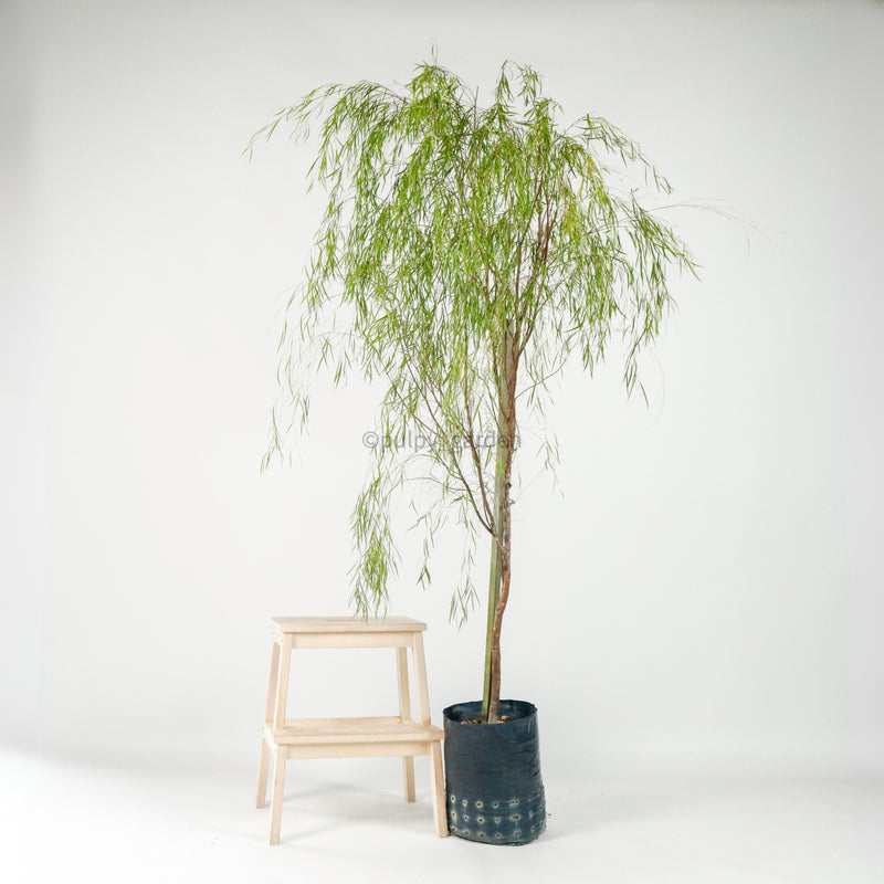 Ausie Willow Tree (170cm) in Nursery Grow Pot