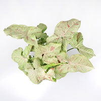 Syngonium Podophyllum ‘Milk Confetti’ in Nursery Grow Pot (SPECIAL)