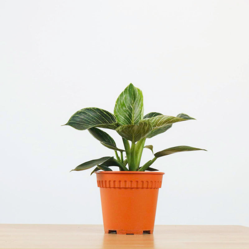 Philodendron Birkin in Nursery Grow Pot