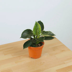 Philodendron Birkin in Nursery Grow Pot