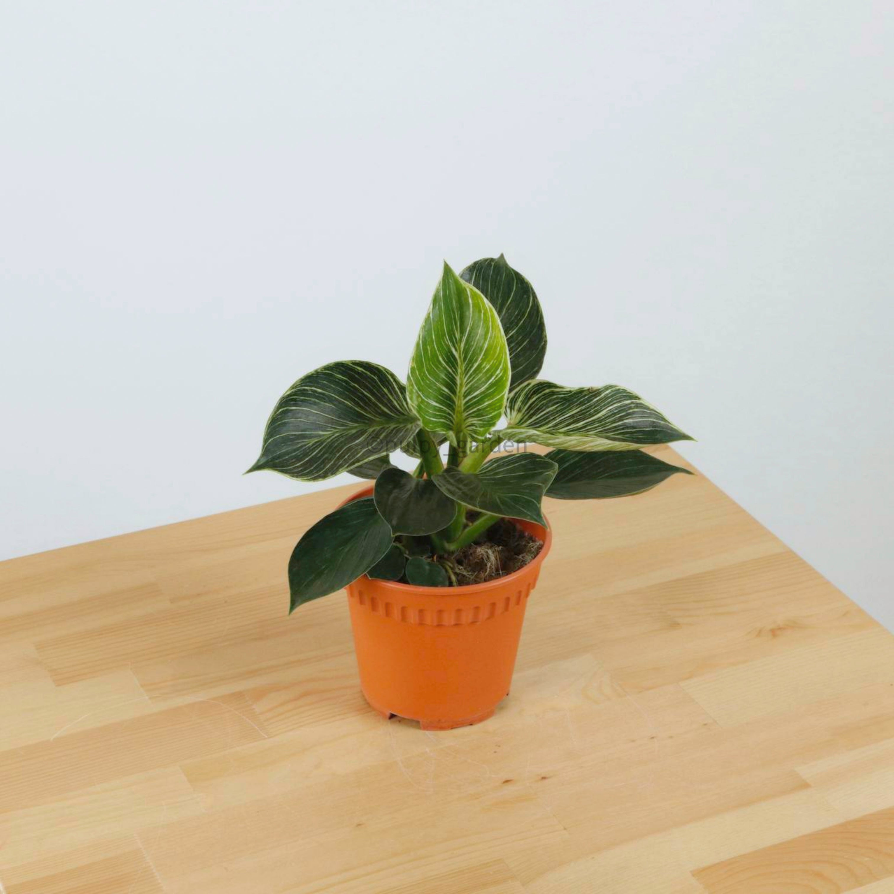 philodendron birkin pups Philodendron Birkin in Nursery Grow Pot – Pulpy Garden