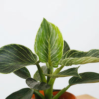 Philodendron Birkin in Nursery Grow Pot