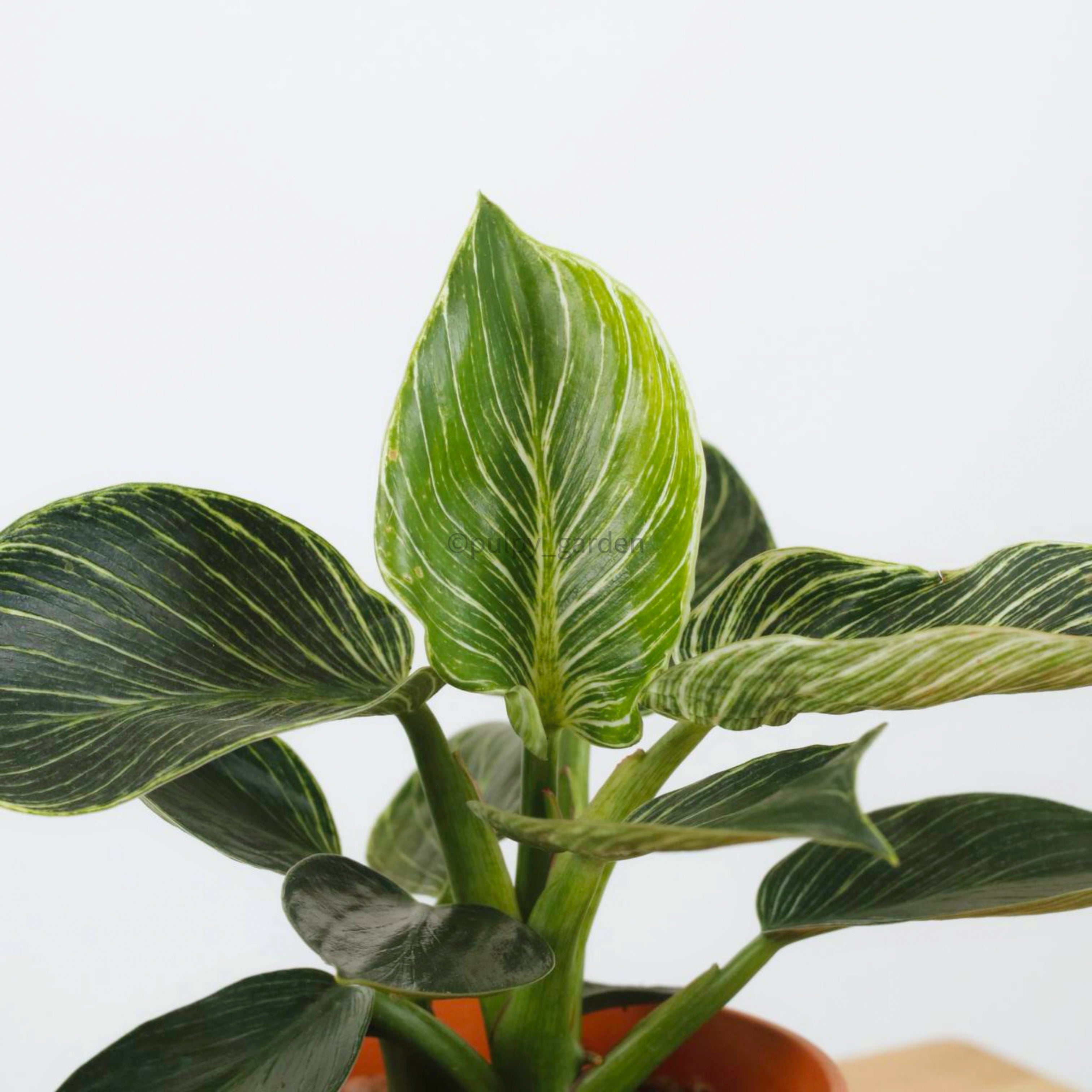 philodendron birkin soggy leaves Philodendron Birkin in Nursery Grow Pot – Pulpy Garden