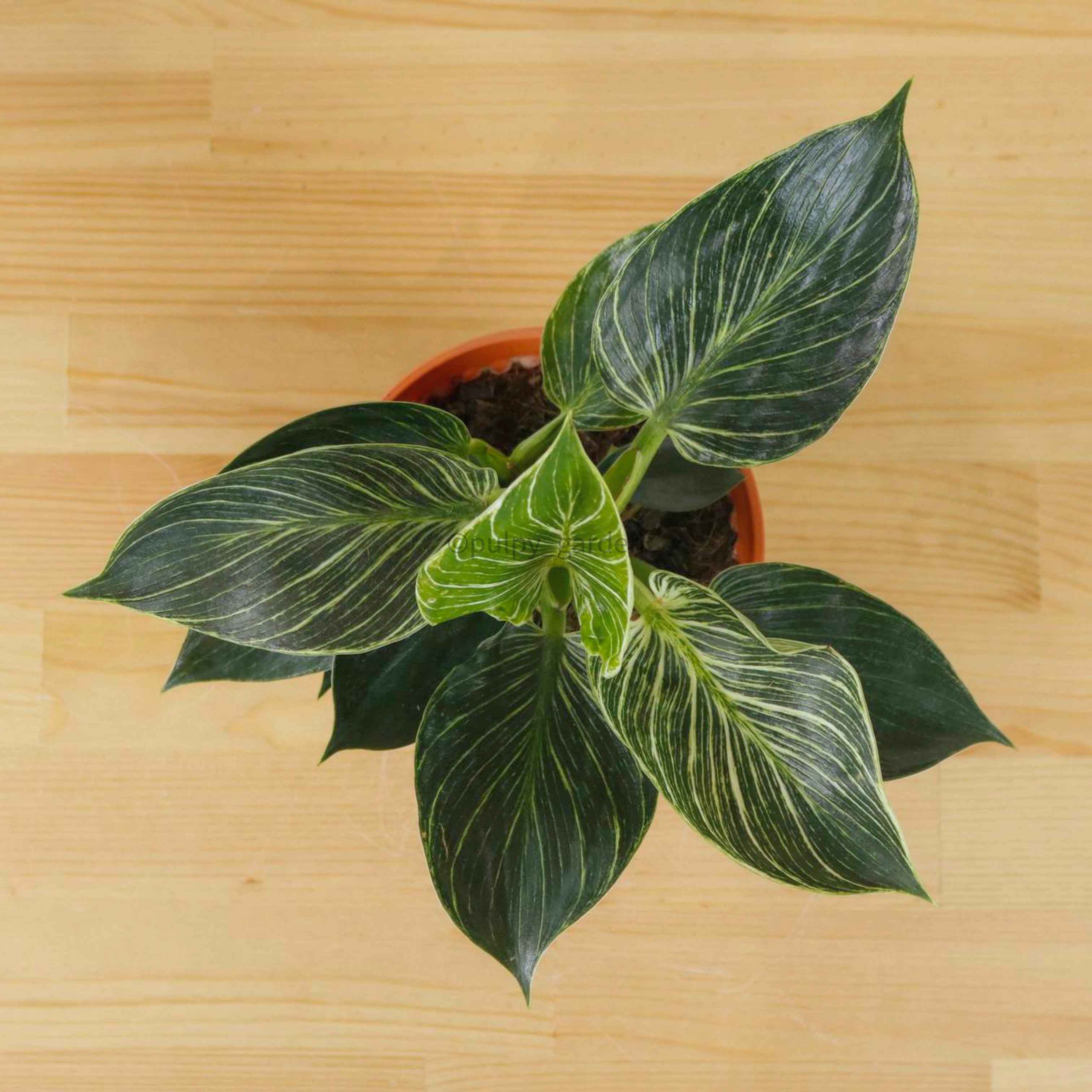 philodendron birkin pet friendly Philodendron Birkin in Nursery Grow Pot – Pulpy Garden