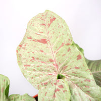 Syngonium Podophyllum ‘Milk Confetti’ in Nursery Grow Pot (SPECIAL)