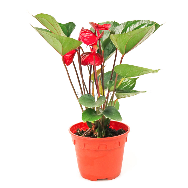 Anthurium andraeanum (Red Stem) in Nursery Grow Pot