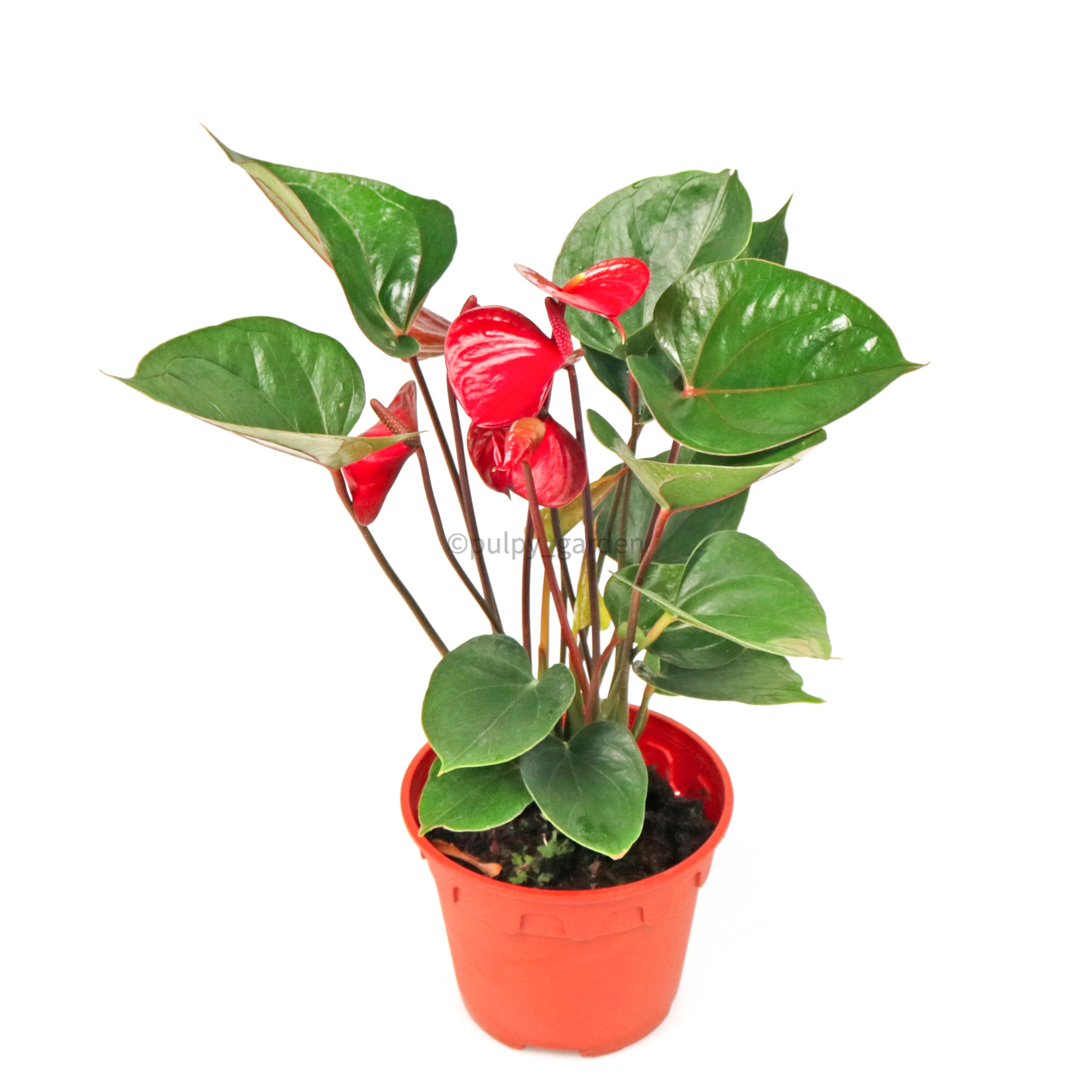 anthurium andrego Anthurium andraeanum (Red) in Nursery Grow Pot – Pulpy Garden
