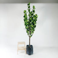 Large Happiness tree (236cm) in Nursery Grow Pot