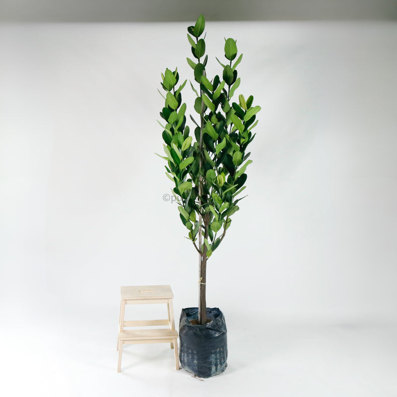 Large Happiness tree (236cm) in Nursery Grow Pot