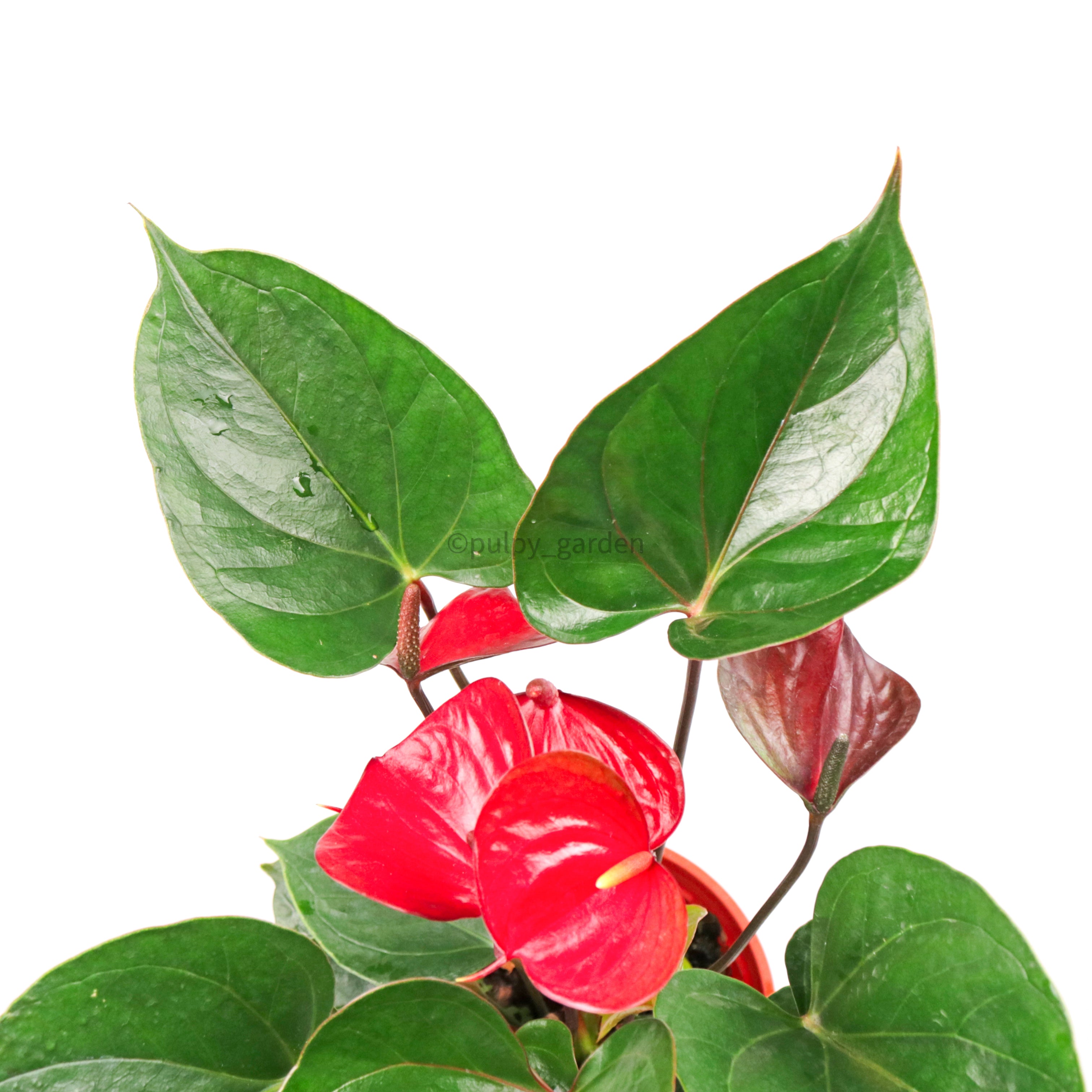 Anthurium andraeanum (Red) in Nursery Grow Pot – Pulpy Garden