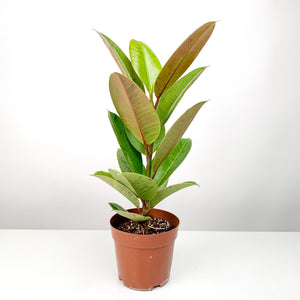 Ficus Elastica Shivereiana (80cm) in Nursery Grow Pot