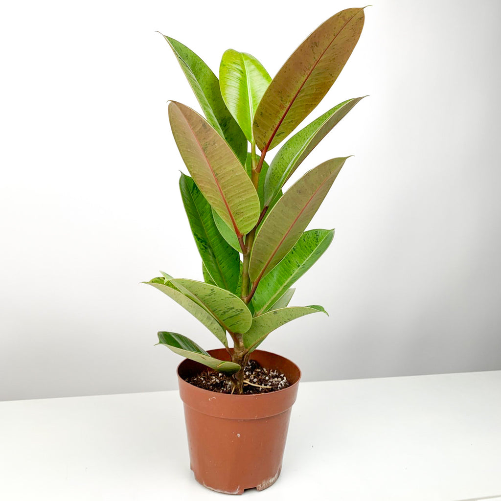 Ficus Elastica Shivereiana in Nursery Grow Pot