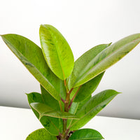 Ficus Elastica Shivereiana (80cm) in Nursery Grow Pot