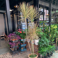 Large Dracaena Marginata Tricolor (250cm) in Nursery Grow Pot