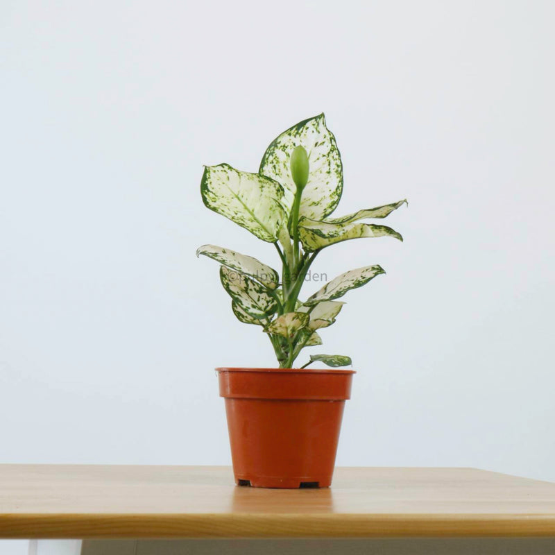Aglaonema "Super White" in Nursery Grow Pot