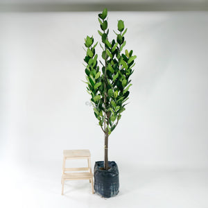 Large Happiness tree (236cm) in Nursery Grow Pot