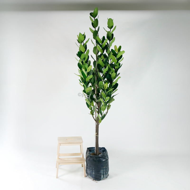 Large Happiness tree (236cm) in Nursery Grow Pot