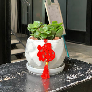 Jade Plant In Marble Planter