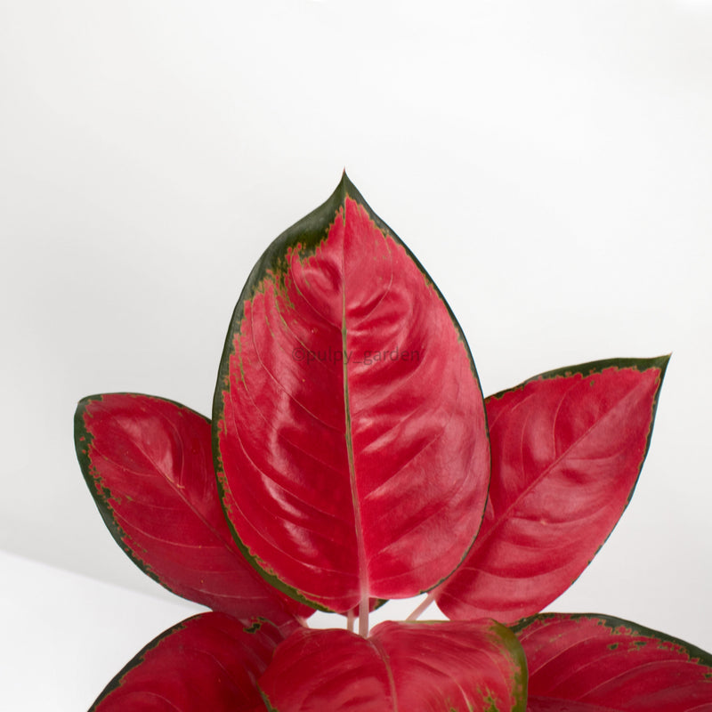 super red star aglaonema Aglaonema 'Super Red' in Nursery Grow Pot – Pulpy Garden