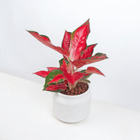 Aglaonema 'Pink Anyamanee' in White Wafer Planter