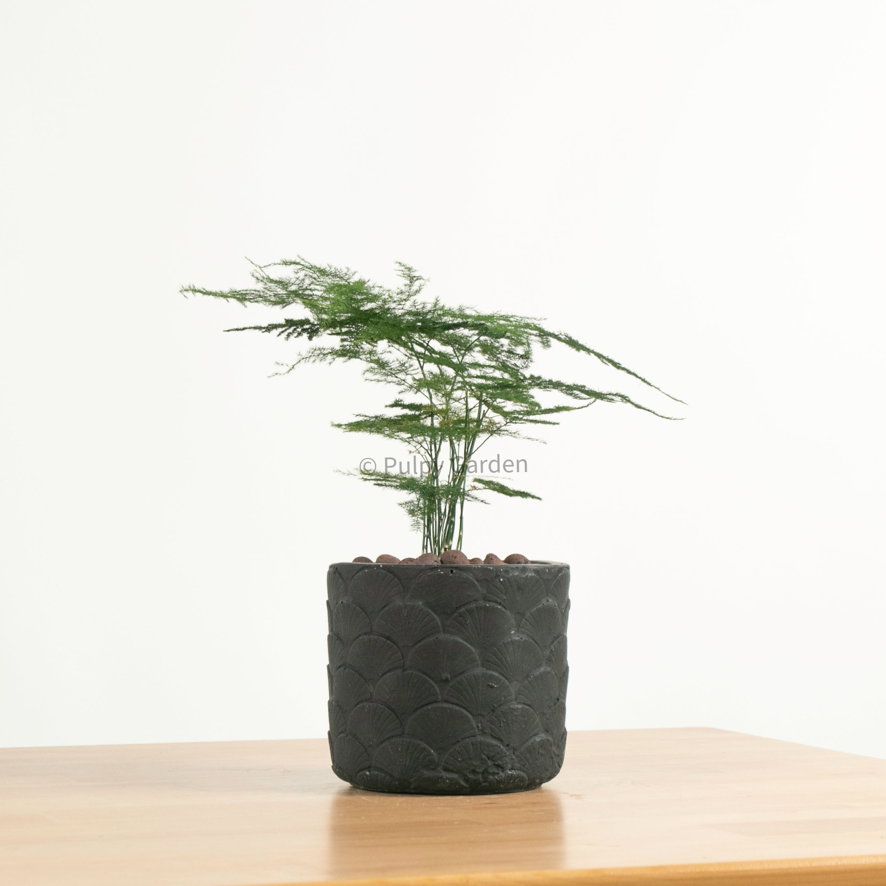 oriental indoor plants Asparagus Fern in Oriental – Pulpy Garden