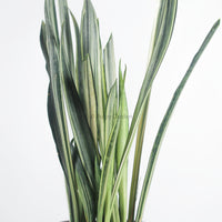 Sansevieria trifasciata Bantel's Sensation in Column